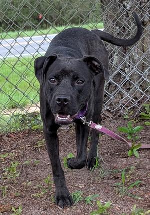 Carla, Mixed Breed, adult, available for adoption