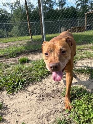 Bliss, Mixed Breed, senior, available for adoption