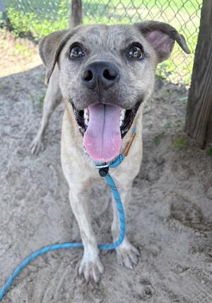 A happy dog with a gray and white coat, wearing a blue leash, standing on a sandy surface with a fence in the background.