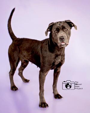 a dog
