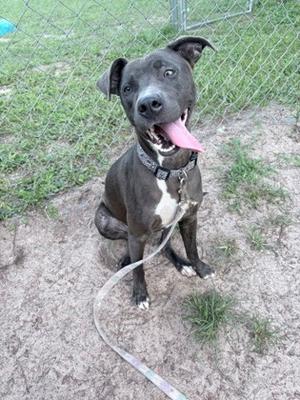 A black and white dog with a pink tongue sticking out, sitting on the ground with a leash attached to its collar.
