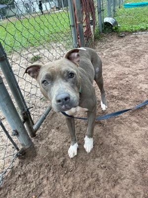A gray dog with white paws standing on a dirt ground, wearing a blue leash, and looking at the camera.