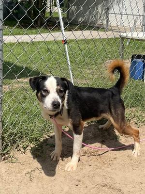 Indiana, Mixed Breed, adult, available for adoption