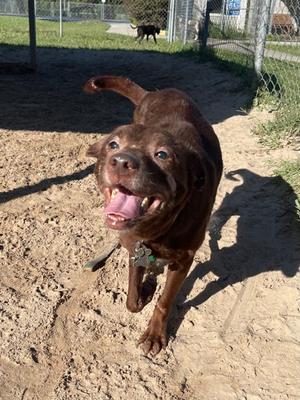 Callie, Mixed Breed, senior, available for adoption