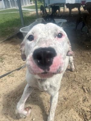 Desi, Mixed Breed, young, available for adoption