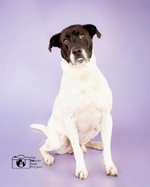 A dog with black and white fur sitting in front of a purple background.