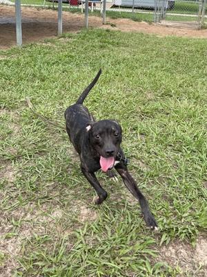 A black dog with a pink tongue sticking out, running on a grassy field.