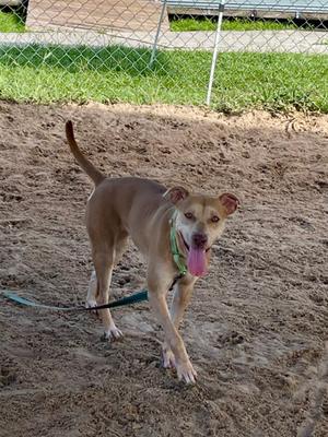 A brown dog with a green bandana is walking on a leash in a sandy area. The dog has its tongue out and appears to be happy. The background includes a chain-link fence and some grass.