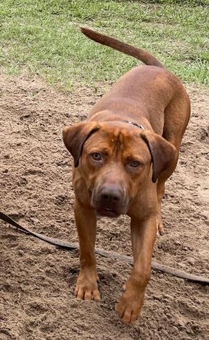 Huxley, Golden Retriever Mix, adult, available for adoption