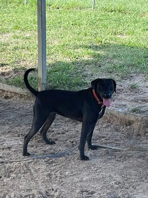 Daphne, Mixed Breed, adult, available for adoption