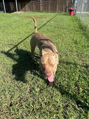 Cheyenne, Bulldog Mix, adult, available for adoption