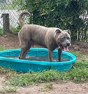 Eros, Mixed Breed, adult, available for adoption