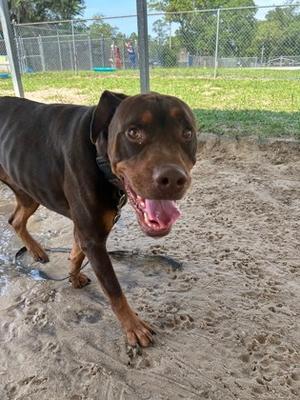 Burt, Mixed Breed, adult, available for adoption