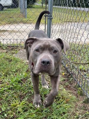 Axel Rose, Mixed Breed, adult, available for adoption