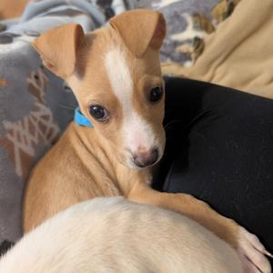 Elpis D12380, Terrier, American Pit Bull, puppy, available for adoption
