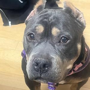 Babette D12440, Bulldog, American, adult, available for adoption