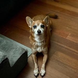 Cora *Arriving 10/24* D12760, Chihuahua, senior, available for adoption