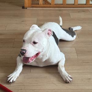 A white dog with black patches lying on a wooden floor, looking towards the camera with its mouth open and tongue out.