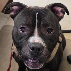 Dutch D12704, Boxer, adult, available for adoption