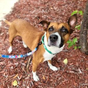 Bailey D12852, Terrier, Pit Bull, adult, available for adoption