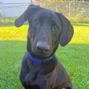 Charlie D11160, Retriever, Black Labrador, adult, available for adoption