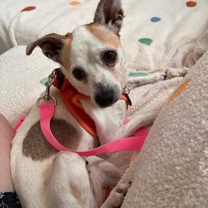 Chloe D12624, Chihuahua, adult, available for adoption