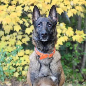Cadence D12409, Malinois, Belgian, adult, available for adoption