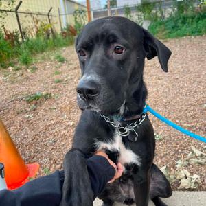 Coco D12300, Great Dane, adult, available for adoption