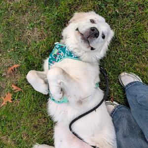 Bubby D12682, Pyrenees, Great, adult, available for adoption