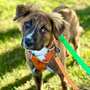 Barney BooBoo D12326, Collie, Border, young, available for adoption