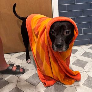Cinderella D12197, Terrier, Pit Bull, adult, available for adoption