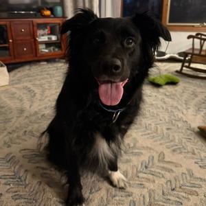 Bear D12582, Collie, Border, senior, available for adoption