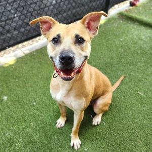 Culligan D12201, Terrier, Pit Bull, adult, available for adoption