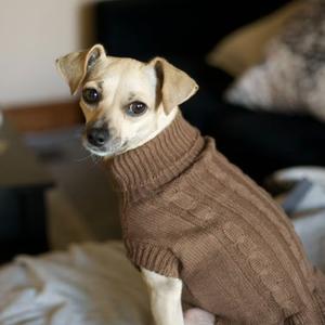 A small dog wearing a brown sweater, sitting on a bed.