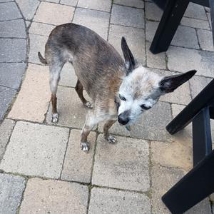 Chico D12864, Chihuahua, Short Coat, senior, available for adoption