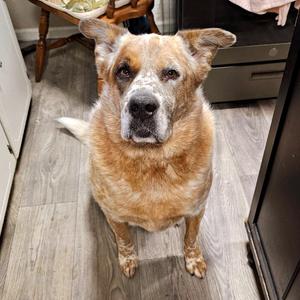Buddy D11099, Cattle Dog, Australian (Red Heeler), adult, available for adoption
