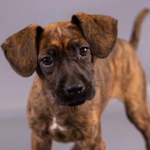 A brown and black brindle puppy with floppy ears standing on a gray background.