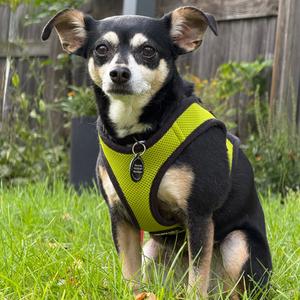 Bonnie D12475, Chihuahua, senior, available for adoption