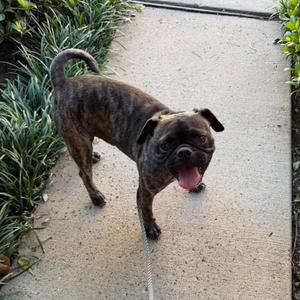 Crash *Arriving 10/24* D12819, Pug, adult, available for adoption