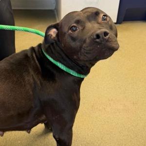Delaney D12851, Terrier, American Pit Bull, adult, available for adoption