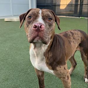 A brown and white dog with a muscular build standing on a green artificial turf surface. The dog has a white chest and muzzle, with brown patches covering its body. Its ears are floppy, and it has a pink nose. The background shows a fenced area with a building in the distance.