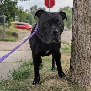 Bubbasaur D12195, Bulldog, American, adult, available for adoption