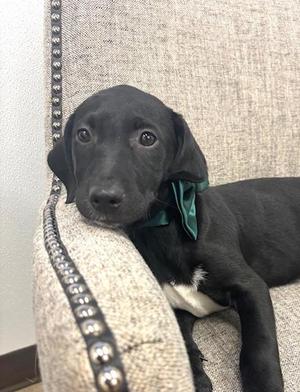 Platinum, Labrador Retriever / Mixed Breed, puppy, available for adoption