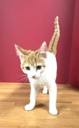 Lindenwood, kitten, available for adoption