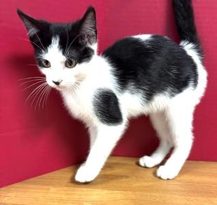 Mizzou, kitten, available for adoption