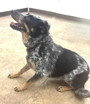 Lady Calypso, Australian Shepherd / Mixed Breed, adult, available for adoption