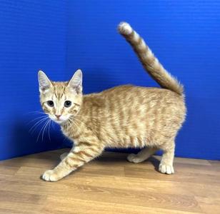 Austin, kitten, available for adoption