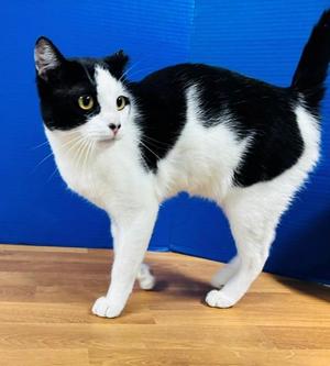Abraham, young, available for adoption