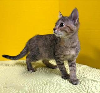 Memorial Day, kitten, available for adoption