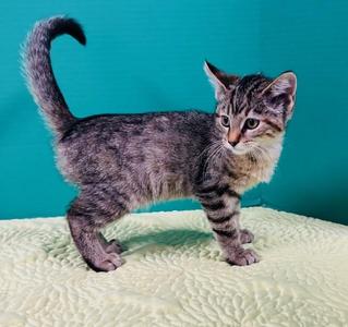 Labor Day, kitten, available for adoption